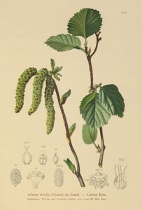 Alnus viridis da German School
