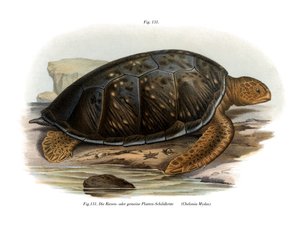 Tartaruga verde