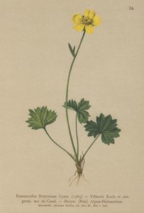 Ranuncolo di Grenier (Ranunculus breynius, Ranunculus villarsii, Ranunculus grenierianus) da German School