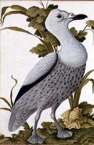 Oca grigia, c.1740 da German School
