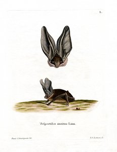 Pipistrello dalle lunghe orecchie grigie