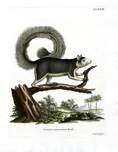 Scoiattolo gigante grigio da German School