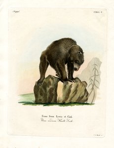 Orso grizzly da German School