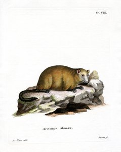 Marmotta da German School
