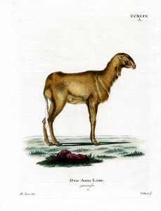 Pecora della Guinea