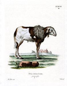 Pecora della Guinea