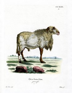 Pecora della Guinea