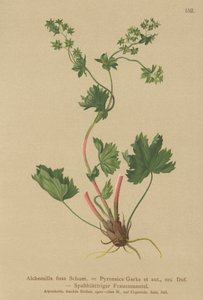 Mantello della signora glabro (Alchemilla fissa, Alchemilla pyrenaica) da German School