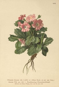 Primula pelosa (Primula hirsuta) da German School