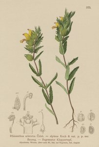 Cresta di gallo gialla pelosa (Rhinanthus aristatus, Rhinanthus alpinus)