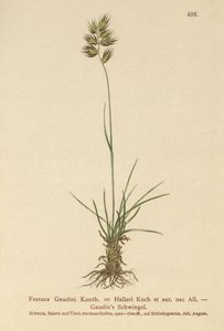 Festuca Gaudini da German School
