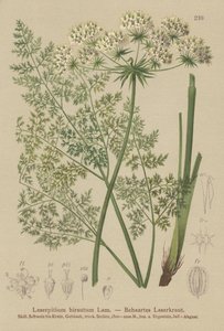 Laserpitio di Haller (Laserpitium hirsutum, Laserpitium halleri, Laserpitium panax)