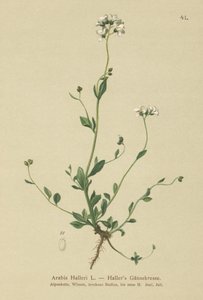 Arabetta di Haller (Arabis halleri) da German School