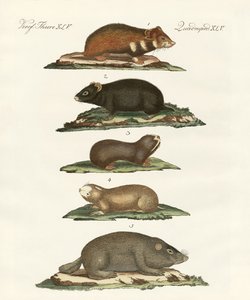 Criceti e arvicole da German School