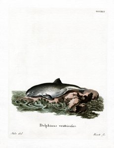 Focena comune