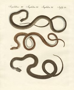 Serpente innocuo