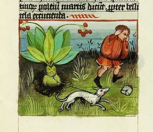 Raccolta della Mandragora, De Rerum Naturis - Rabanus Maurus, c.1425