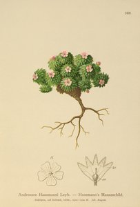 Androsace di Hausmann (Androsace Hausmannii)