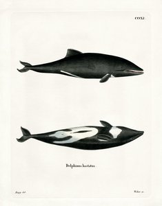 Delfino di Haviside