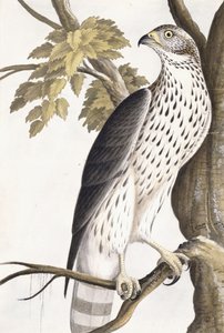 Falco, 1750-1800 da German School