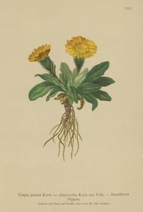 Crepis (Crepis jubata, Crepis rhaetica) da German School