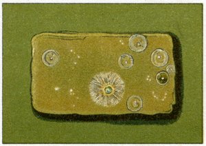 Livelli sani di batteri nell