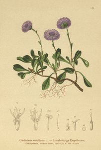 Globularia cordifolia (Globularia cordifolia) da German School