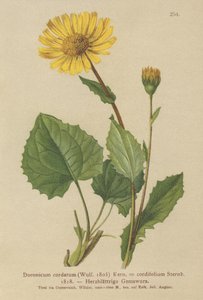 Doronicum a foglie cuoriformi da German School