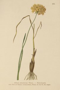 Allium ericetorum, Allium ambiguum, Allium graminifolium da German School