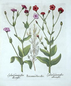 Erica e due tipi di lychnis, da Hortus Eystettensis, di Basil Besler, pub. 1613