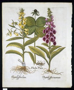 Erba di Parigi (Solanum quadrifolium), Digitale Purpurea (Digitalis Purpurea) Grande Digitale Gialla da Hortus Eystettensis di Basil Besler (1561-1629) pubblicato nel 1613