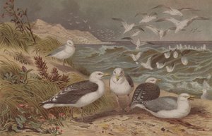 Gabbiano reale e gabbiano reale maggiore, tavola da Brehms Tierleben: Allgemeine Kunde des Tierreichs, vol.6, p.108, pubblicato da Bibliographisches Institut da German School
