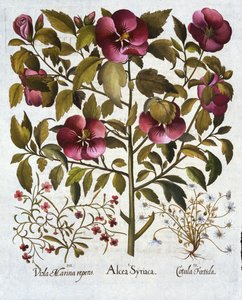 Hibiscus syriacus, Camomilla puzzolente, da Hortus Eystettensis, di Basil Besler, pub. 1613 da German School