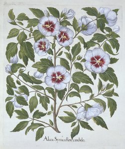 Hibiscus syriacus, da Hortus Eystettensis, di Basil Besler, pub. 1613 da German School