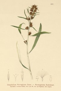 Gnaphalium norvegico da German School