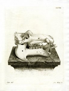 Teschio di Ippopotamo da German School