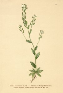 Draba Thomasii da German School