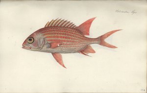 Holocentrus ascensionis, prima del 1790 da German School