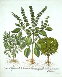 Basilico sacro e altre due varietà di basilico, da "Hortus Eystettensis", di Basil Besler da German School