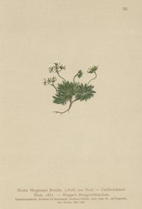 Draba di Hoppe (Draba hoppeana, Draba zahlbruckneri)