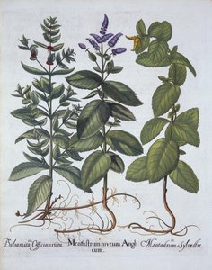 Menta cavallina e menta verde, da Hortus Eystettensis, di Basil Besler, pub. 1613 da German School