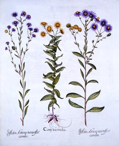 Erigeron e Margherite di San Michele europee, da Hortus Eystettensis, di Basil Besler, pub. 1613 da German School