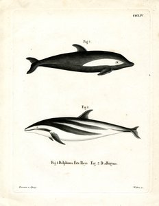 Delfino a clessidra