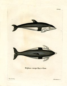 Delfino a clessidra