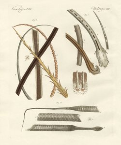 Capelli umani e animali