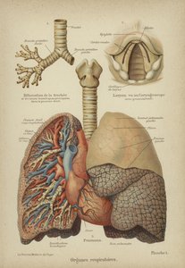 Organi respiratori umani
