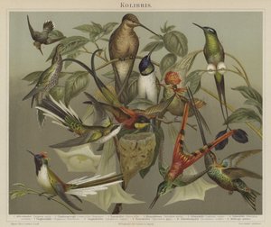Colibrì da German School