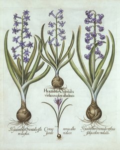 Giacinti e croco autunnale, da Hortus Eystettensis, di Basil Besler, pub. 1613 da German School