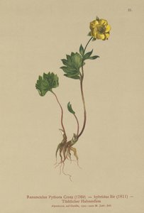 Ranuncolo ibrido (Ranunculus pythora, Ranunculus hybridus) da German School