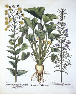Cetriolo schizzante, Pilosella e Rosmarino, da Hortus Eystettensis, di Basil Besler, pub. 1613 da German School